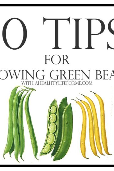 10 Tips for Growing Green Beans | ahelthylifeforme.com