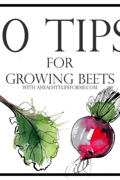 10 Tips for Growing Beets | ahealthylifeforme.com