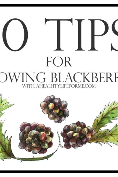 10 Tips for Growing Blackberries | ahealthylifeforme.com