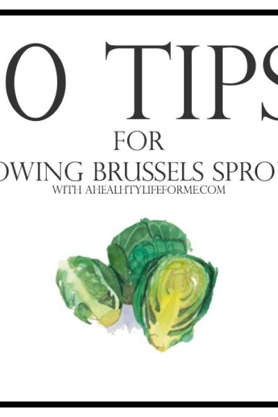 10 tips for growing brussels sprouts | ahealthylifeforme.com