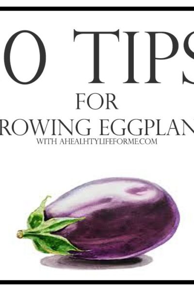 10 Tips for Growing Eggplant | ahealthylifeforme.com