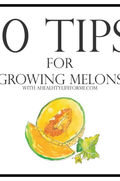 10 Tips for Growing Melons | ahealthylifeforme.com