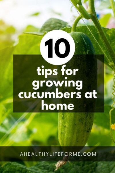 10 tips for growing cucumbers