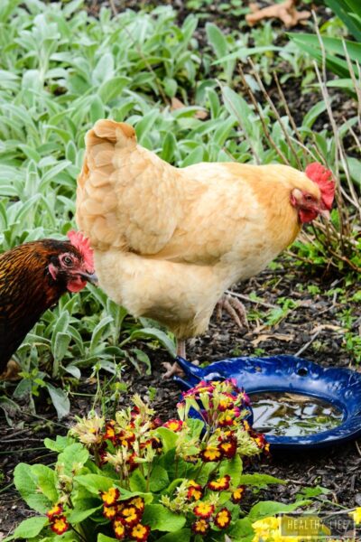 Fun Facts About Keeping Chickens