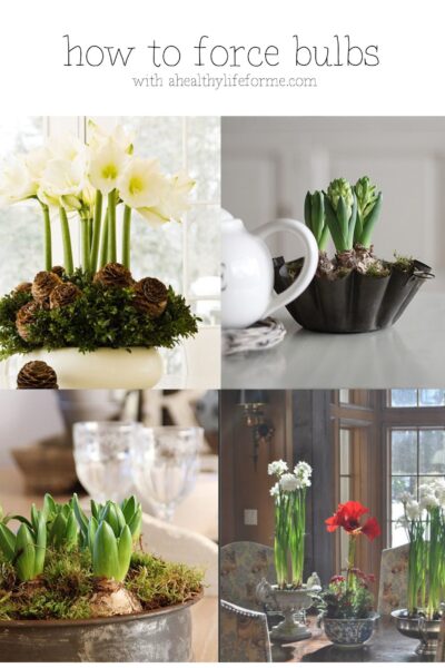 How To Force Bulbs with ahealthylifeforme.com