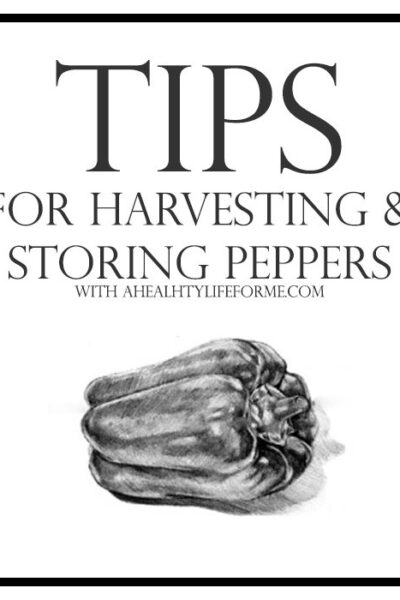 Tips for Harvesting and Storing Peppers | ahealthylifeforme.com